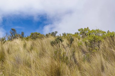 Cotopaxi Milli Parkı Ekvador