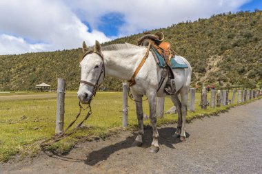 White Horse Cotopaxi Milli Parkı Ekvador bağladı