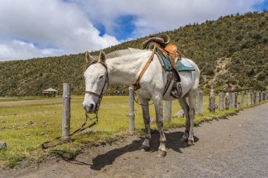 White Horse Cotopaxi Milli Parkı Ekvador bağladı