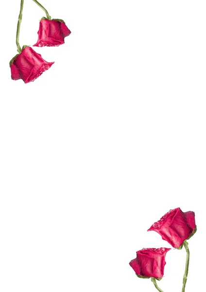 Papper vit bakgrund med dekorerade rosor — Stockfoto