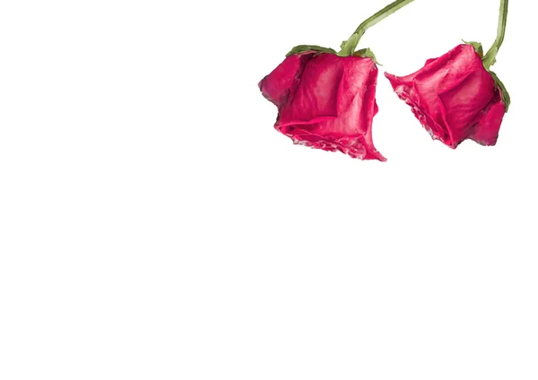 带装饰玫瑰的白色文具背景 — 图库照片