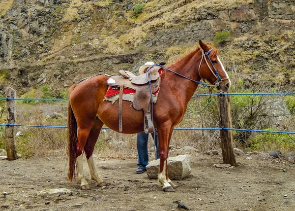 彼のライダー休憩 Alausi エクアドルの茶色馬 — ストック写真