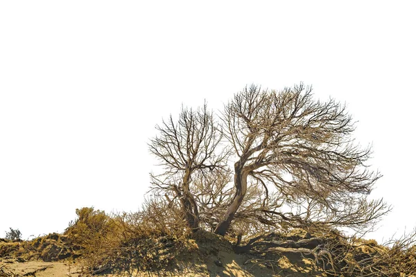 Suche drzewa Punta del Marquez punktu widzenia Chubut Argentina — Zdjęcie stockowe