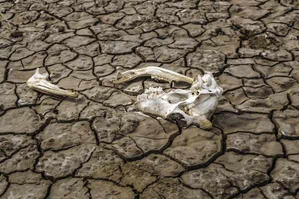 泥で動物の骨ひびの入った地面 — ストック写真