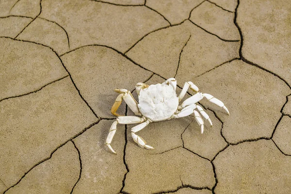 Mrtvej krab v bahně popraskané země — Stock fotografie