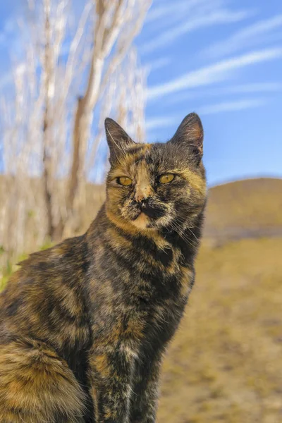 Gato sentarse en el suelo —  Fotos de Stock