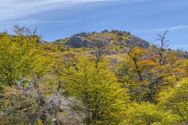 Yapraklı doğa El Chalten Arjantin