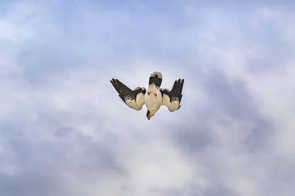 Latający ptak Austral Patagonii — Zdjęcie stockowe