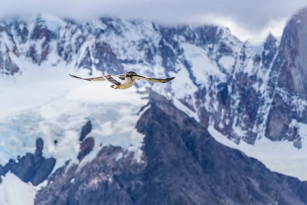 Austral patagóniai madár repül — Stock Fotó