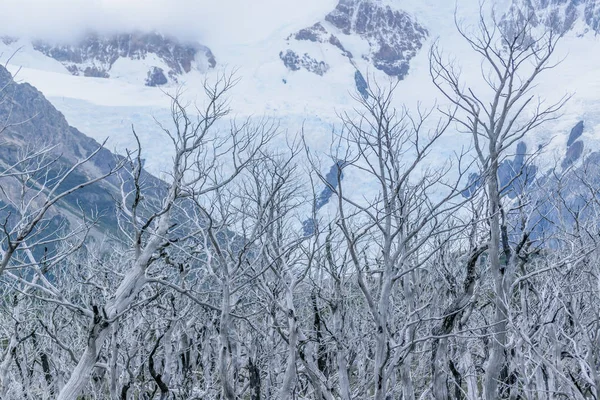 Száraz fa Snowy Mountains Patagónia Argentína ellen — Stock Fotó