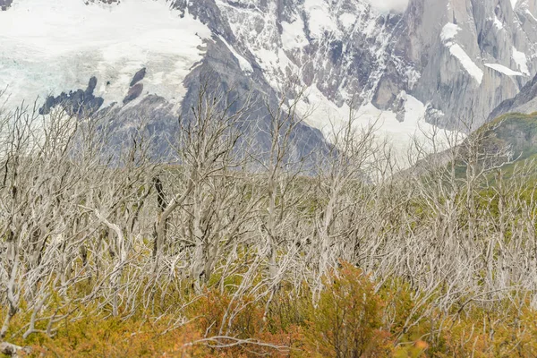 Száraz fa Snowy Mountains Patagónia Argentína ellen — Stock Fotó