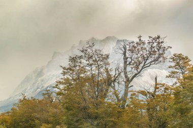 Orman ve karlı dağlar, Patagonia, Arjantin