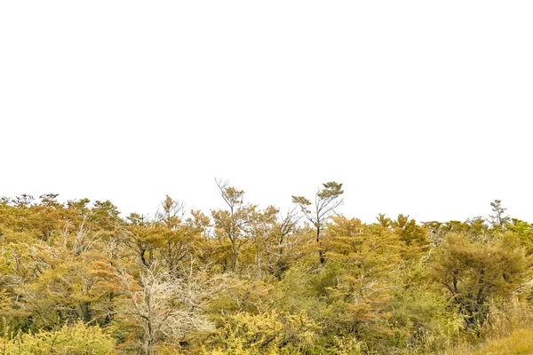 Изолированное лесное дерево — стоковое фото