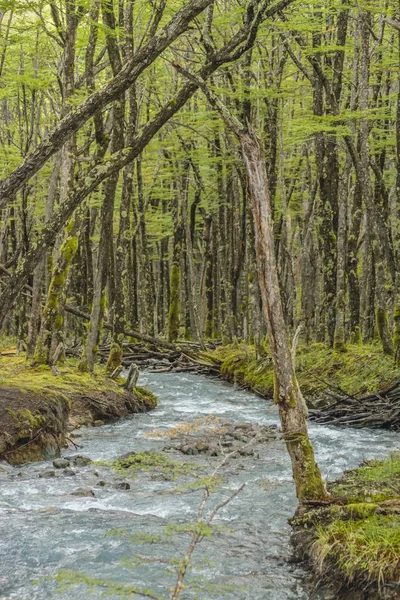 Forest and Glacier Stream, Patagonia - Argentina — Stock Photo, Image
