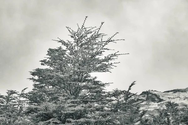 Forêts et montagnes Patagonie Argentine — Photo