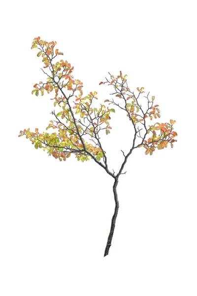 Isolierter Herbstteilbaum — Stockfoto