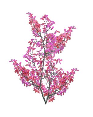 Renkli yaprakları şube izole fotoğraf ağaç