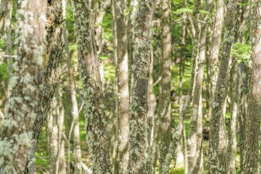 Ayrıntı görünümü uzun ağaçlar Patagonya orman, Arjantin, Moss ile