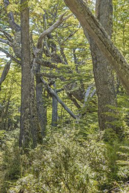 Patagonya Orman ağacı, Arjantin