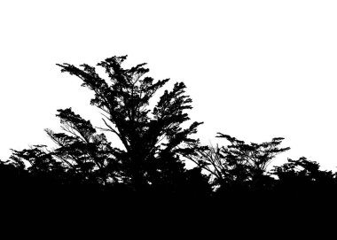 Beyaz arka planda izole Orman ağacı siluet