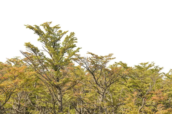 Isolierter Waldbaum auf weißem Hintergrund — Stockfoto