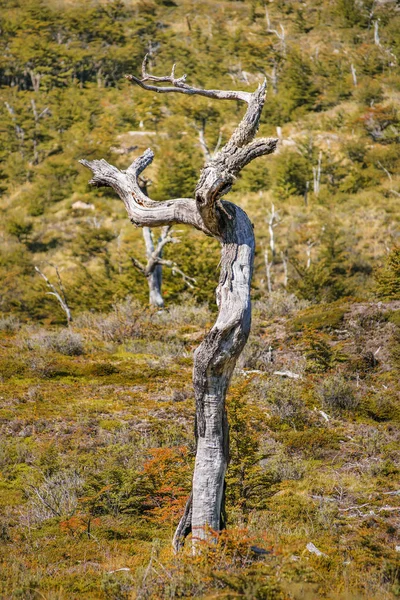 Dry Tree, Патагония - Чили — стоковое фото