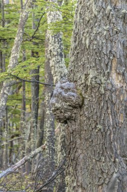 Orman ağacı, Patagonia, Arjantin
