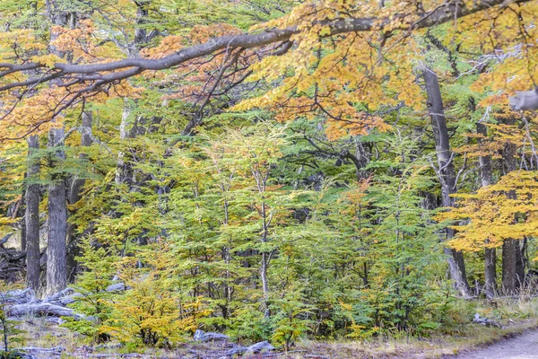 ต้นไม้ป่าที่มีสีสัน ปาตาโกเนีย อาร์เจนตินา — ภาพถ่ายสต็อก