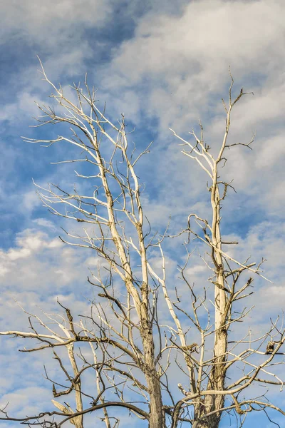 Waldbaum, Patagonien, Argentinien — Stockfoto