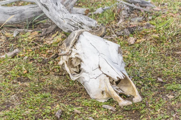 Ossos de mamíferos no chão, Patagônia, Argentina — Fotografia de Stock