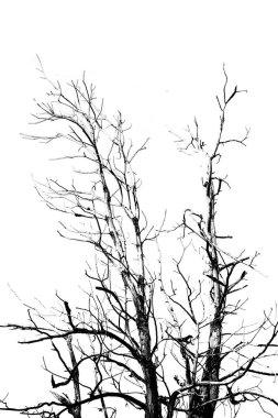 İzole siluet ağaç grafiği