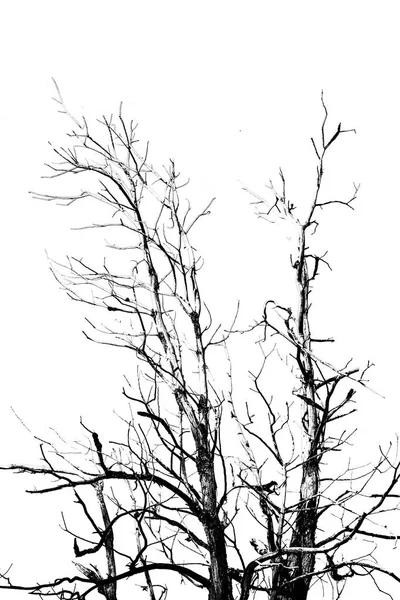 Na białym tle sylwetka drzewa grafika — Zdjęcie stockowe