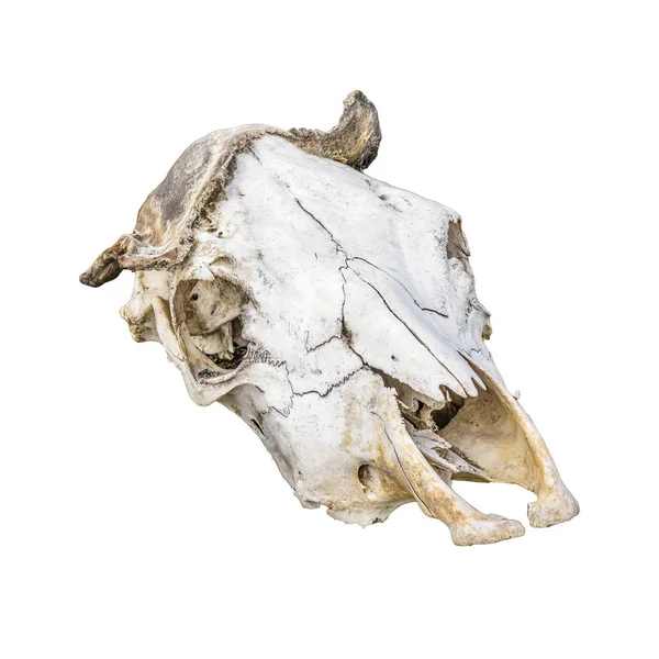 Изолированные кости головы млекопитающих — стоковое фото