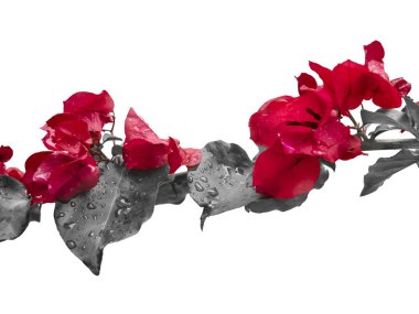 Çiçekler ve yapraklar izole