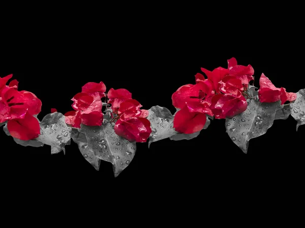 Arrière-plan floral orné — Photo