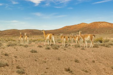 Lamaları Patagonia manzara, Arjantin, Grup