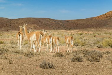Lamaları Patagonia manzara, Arjantin, Grup