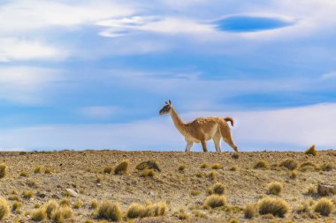 Çok Patagonya manzara, Arjantin