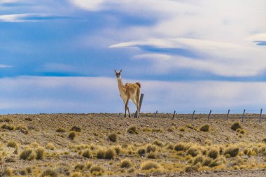 Çok Patagonya manzara, Arjantin