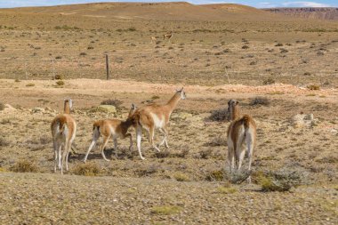Lamaları Patagonia manzara, Arjantin, Grup