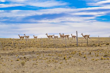 Lamaları Patagonia manzara, Arjantin, Grup