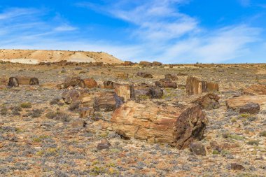 Taşlaşmış orman Milli Parkı, Santa Cruz, Argentina