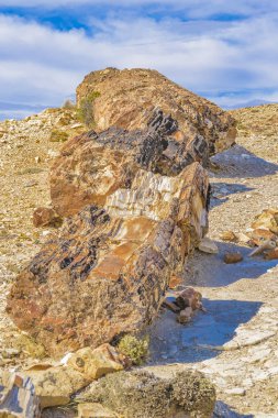 Taşlaşmış orman Milli Parkı, Santa Cruz, Argentina