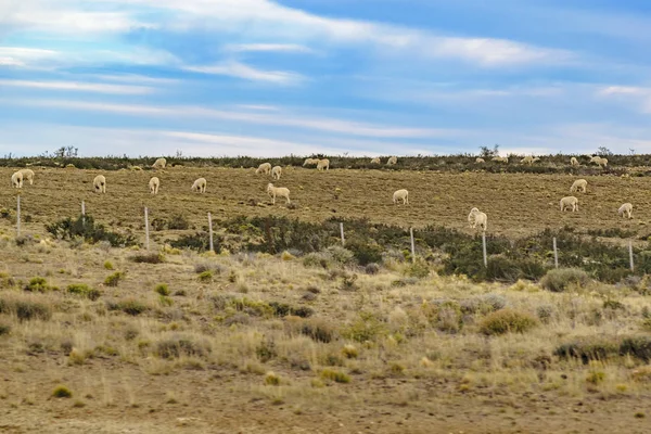 Schafe auf dem Land, Patagonien, Argentinien — Stockfoto