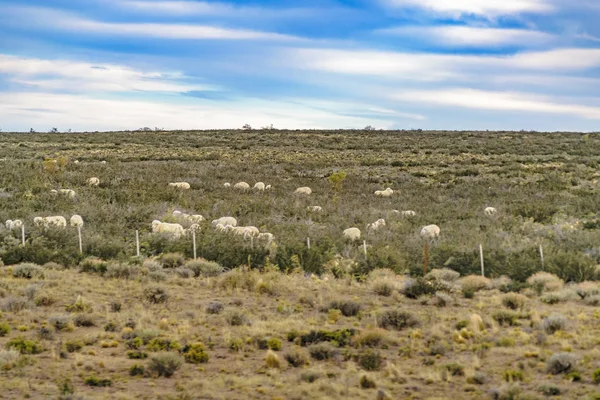 Moutons à la scène rurale, Patagonie, Argentine — Photo