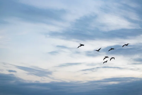 青い空を飛ぶペリカン — ストック写真