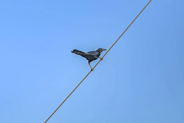 Schwarze Krähe über Kabel — Stockfoto