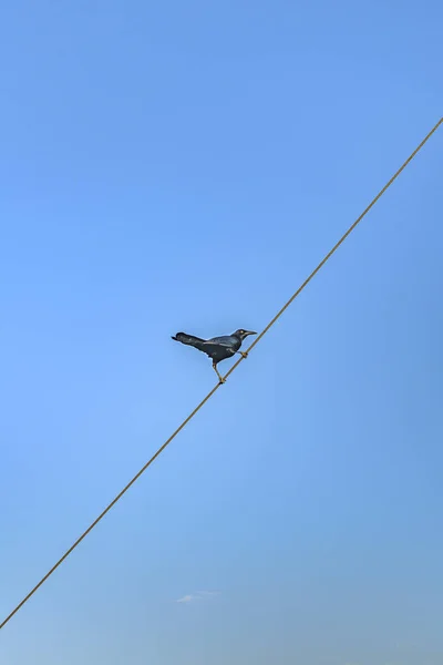 Schwarze Krähe über Kabel — Stockfoto