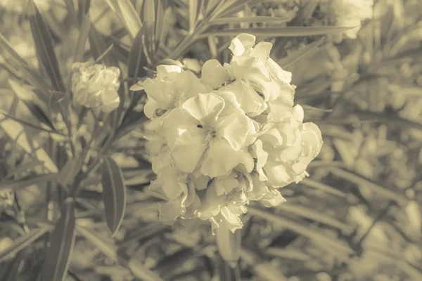 厄瓜多尔瓜亚基尔马莱孔花园的美丽之花 — 图库照片