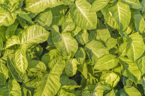 Tropické rostliny detailní zobrazení — Stock fotografie